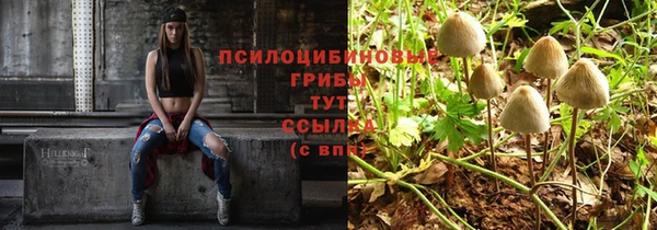 шишки Абаза